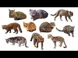 10 Species of Leopardus Cats | Family: Felidae, Genus: Leopardus #wildcats