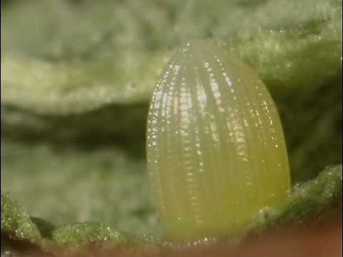 Monarch butterfly's egg hatching