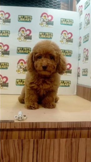ABB Toy Poodle Puppy (Female)
