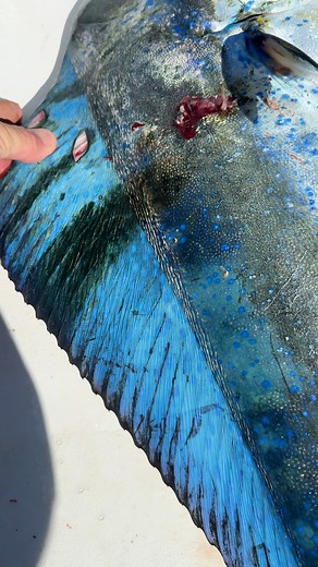 8.3K views · 161 reactions | Color changing fish! | Capt. Nick Stanczyk | Facebook