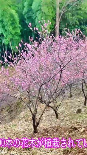 【花桃の郷】【東秩父村】花桃の郷2026（埼玉県秩父郡東秩父村）#shorts #hanamomo #東秩父村 #結婚しようチャンネル