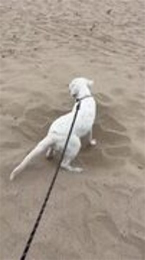 Dog Digs in Sand