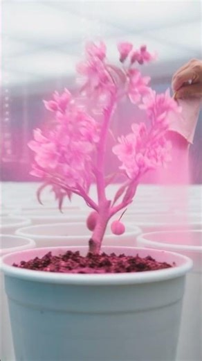 The Strange Process of Growing 🍑 Peaches in a Futuristic Greenhouse #shorts #viralshorts