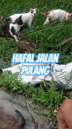 kucing yang dibuang di jalan #3jtviews #cat