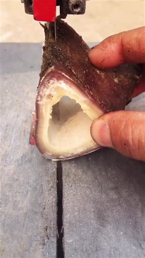 #老虎骨 #虎骨手串 #文玩