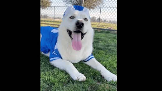 Adoptable dog at Miss Winkles in Clovis predicts Sundays winner