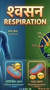 श्वसन तंत्र का जादुई सफर: 3D एनीमेशन के साथ!#video #biology #mrstory club