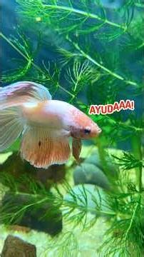 Te Presento mi Betta 🫪, en su Pecera 🚫🚫🚫#betta #fish #acuario #fyp #bettafish