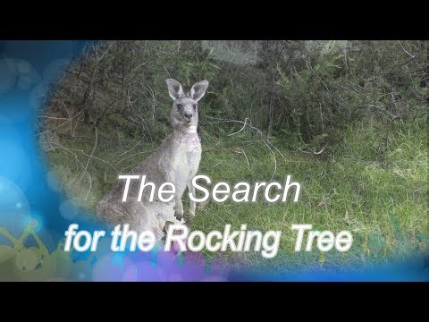 Search for the Rocking Tree