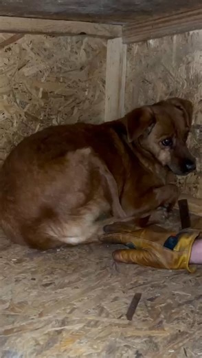 Omi LEORA - was für ein armes Seelchen!! 😔 Ihr hat die sehr lange Zeit im Shelter zugesetzt, sie verbringt ihr Leben überwiegend in ihrer Hütte liegend. 📍 wartet im Tierheim Baile Herculane Die hübsche kleine LEORA, geb. 2014 und 40 cm groß, ist sehr zurückhaltend im Umgang mit uns Menschen. Früher ließ sie sich noch anfassen, inzwischen ist sie durch die lange Zeit im Shelter (seit 2018!) ohne menschlichen Kontakt scheu geworden, bleibt aber defensiv, wenn man sie bedrängt. Ihren Augen geht e