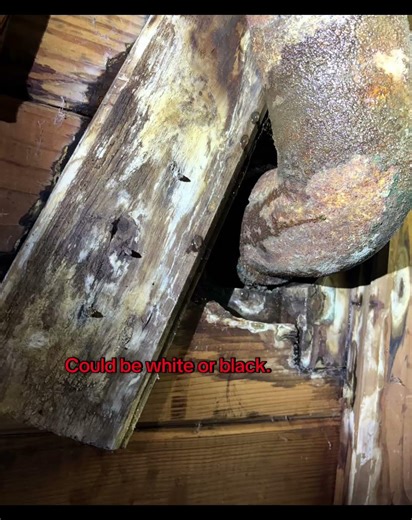 Surface fungus compilation video #PestInspection