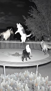 Bored Panda Animals on Reels