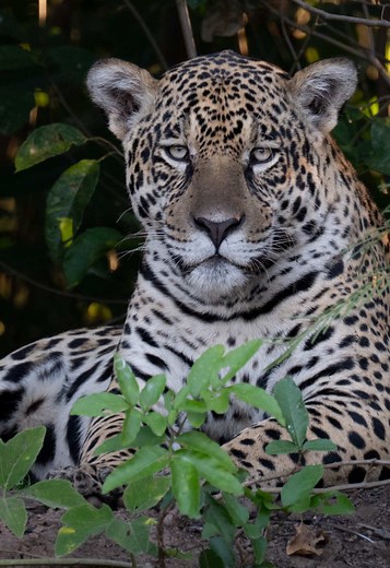 Descubra o Pantanal: O Ecoturismo e sua Beleza