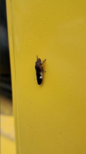 The glassy-winged sharpshooter (Homalodisca vitripennis) a leaf hopper with a dark secret! see below
