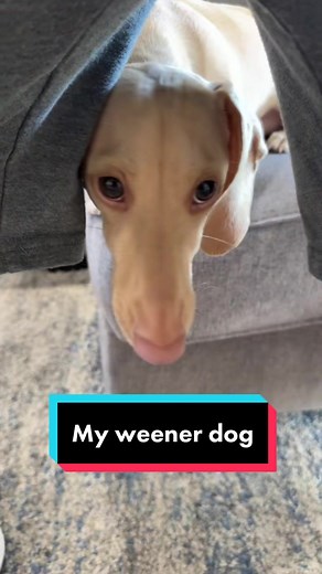 Adorable Blonde Wiener Dog: The Perfect Hotdog Companion!