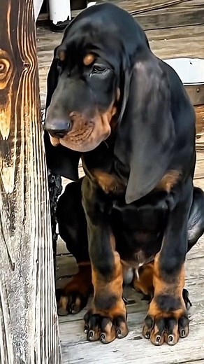 Black and tan Coonhound #hunting #HunterLife #HunterLifestyle #huntinglegacy #hound | Hunting Legacy