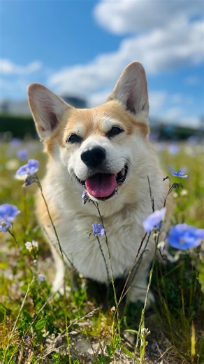 1.3K views · 6.8K reactions | Hello Friday! Hello weekend! #corgination #doglover #dogsofinstagram #corgidaily #dogreel #trending #awoo #cutedogs #cuteanimals #friday #weekend #fall #denmark #copenhagen #københavn #pembrokewelshcorgi #pembrokecorgi #sassy #treatos #treats #talkative #october | Nordic Corgi Saga | Facebook