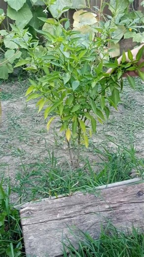 Thai green chilli harvest