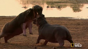 76K views · 2.6K reactions | The dominant male hippo in a pod has...