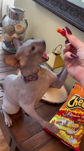 Obsessed Skin Goblin with Flamin Hot Cheetos