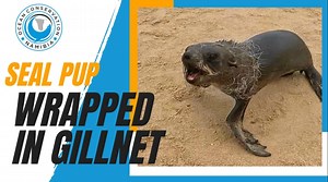 8.8K views · 843 reactions | Naude is on a kayaking trip at Pelican...