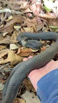 North American Racer (Coluber constrictor) 🖤🐍🩵 #snakes