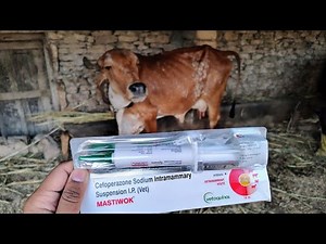 Mastiwok Intramammary Infusion Mastitis Treatment cattle buffalo