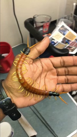 Giant Asian Centipede Bite: Venomous Animals and Insects