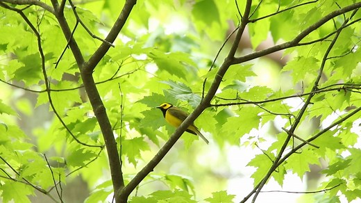 30K views · 362 reactions | 朗 As birds travel northward in the springtime they stop over at places like our Magee Marsh Wildlife Area to rest and refuel. It is no secret that the shores of Lake Erie are one of the best places in the WORLD to see migratory songbirds.  | Ohio Division of Wildlife | Facebook