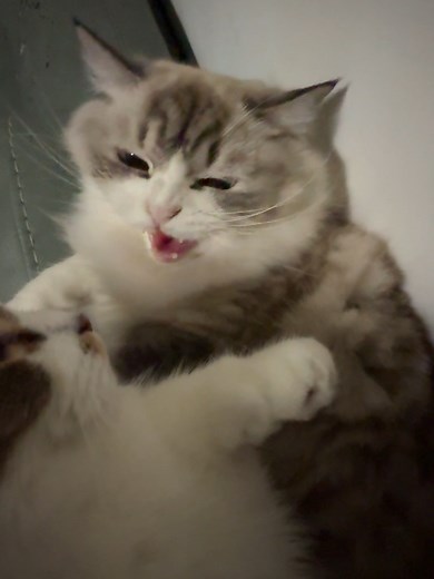 I Innocent, Why Angry? Understanding Cat Emotions