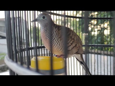Calming Turtle Dove Sound for Relaxation & Focus | Natural Bird Call