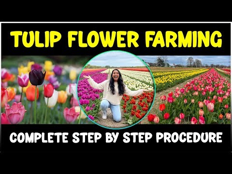 How to Start Tulip Farming | Step-by-Step Tulip Cultivation Process