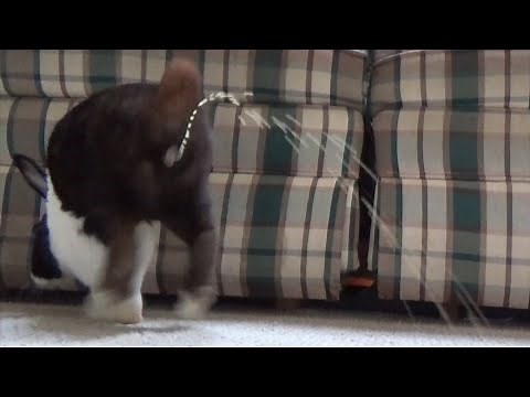 Dramatic rabbit angry pees