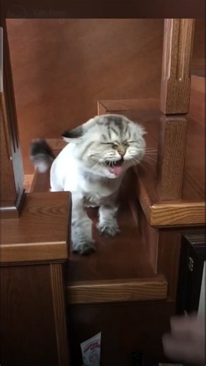 Fluffy Cat Yawning on Wooden Staircase