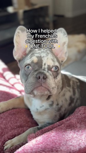 Is mealtime a real struggle for your Frenchie? Say goodbye to neck strain, poor digestion & messy floors! Introducing Fluff Trough - the vet-recommended feeder designed specifically for flat-face dogs. Try it now and see the difference! | Fluff Trough
