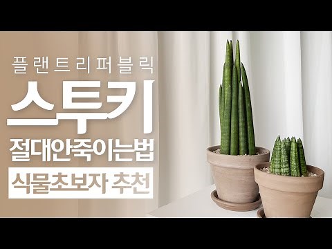 SUB) 스투키키우기, 물주기 방법🌿 [Stuckyi]｜플랜테리어 식물중 가장 공기정화능력이 좋은 스투키! 잘 키우고싶으신분들은 꼭 보세요❗❗