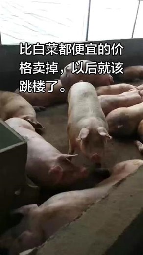 猪都要跳楼了 #规模化养猪场 #生猪养殖日常 #现代化畜牧养殖