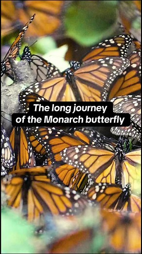 Every year, North American Monarch butterflies fly thousands of miles to survive the winter and then back north in the spring for breeding season. #monarchbutterfly #butterfly #migration