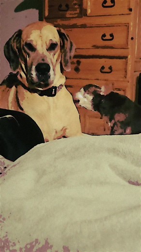 May your Monday be free of Obstructions and Inconvenience. #Dog #MinPin #Affirmations Higgs the senior min-pin barking at Honey the Great Dane for being in his way as he tries to get on the bed.