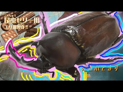 カブトムシえさ皿製作!!(^^)/ いろんなサイズの製作例だよ(＾◇＾)
