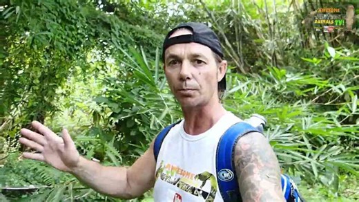 King Cobra Venom Extraction By Snake Man