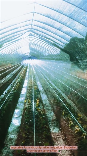 Vegetable Farm Micro-Sprinkler Irrigation | Shade Net Greenhouse Spray Effect 🌾
