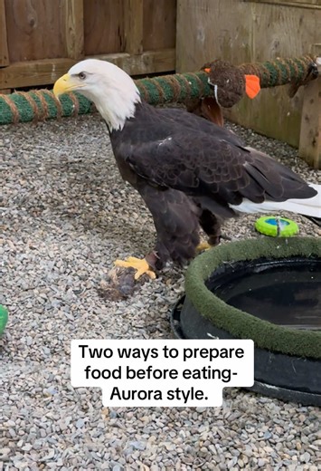 Food Prep Shortcuts: Aurora's Unique Techniques