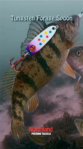 Northland's Tungsten Ice Spoon Family ➡️ Tungsten Buck-Shot Spoon, Tungsten Slim Spoon, & the Tungsten Forage Minnow Spoon! HARDER, FASTER, BRIGHTER, BETTER! Built for serious ice anglers! 🙌🔥🎣 #TeamNorthlandTackle | Northland Fishing Tackle