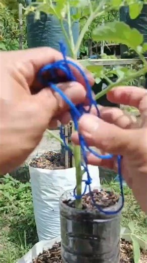 Tomato Trellis Hack: Grow Tomatoes Upwards Easily! 🍅