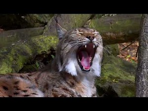 Peaceful Animal Moments for Sleep & Relaxation