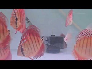 CURIPERA ROYAL | RED COVER | ALBINO @discushome