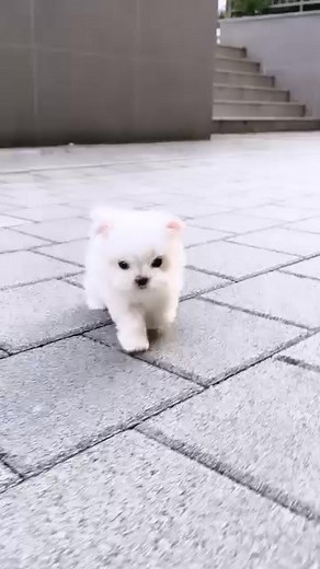 This sweet little Maltese puppy is full of love, cuddles, and playful energy. With a soft white coat and a gentle, friendly personality, they’re the perfect companion for any loving home. 💖 | Tiny teacup puppies for adoption and rehoming