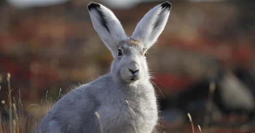 What Do Arctic Hares Eat? 16 Interesting Food Choices