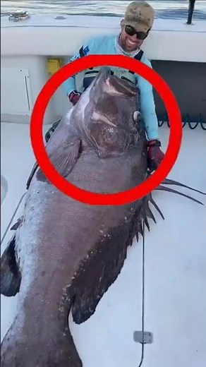 The Strongest Fish in the Atlantic Ocean! 🤯